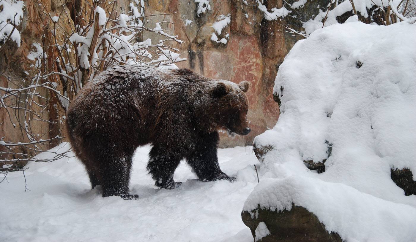 Im Alpenzoo2